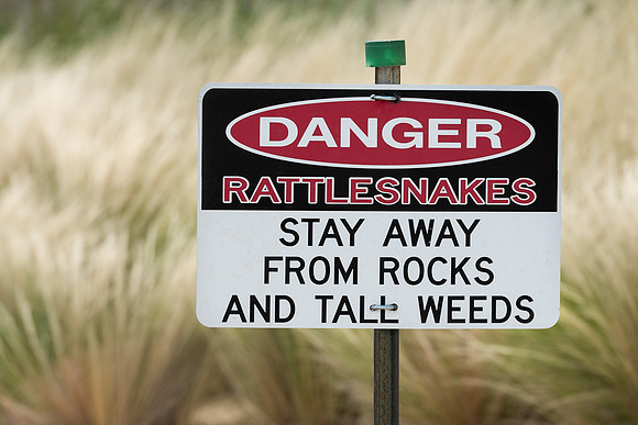 Rattlesnakes