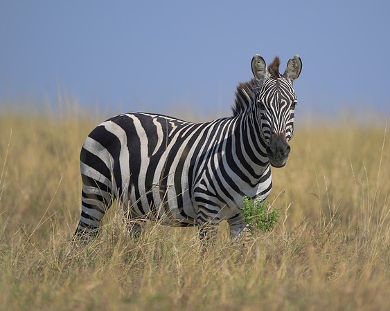 Zebra