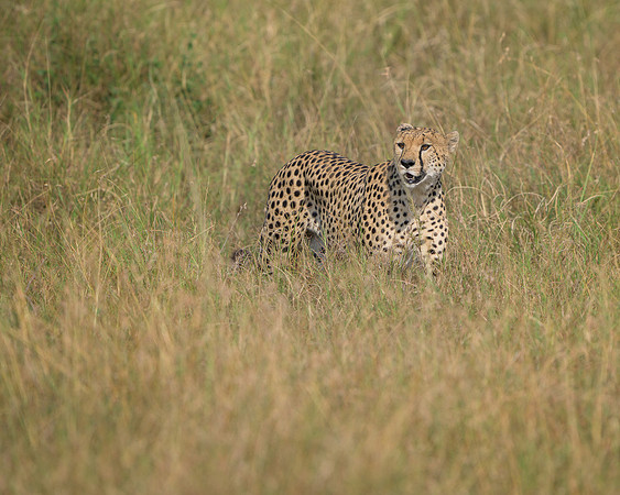 Cheetah