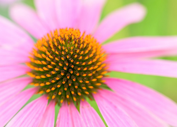 Purple Coneflower
