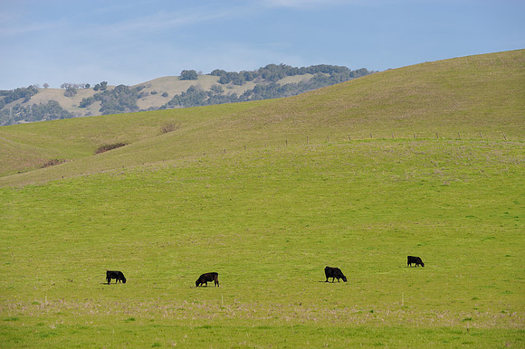 Cattle on a hill