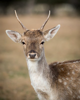 Axis Deer