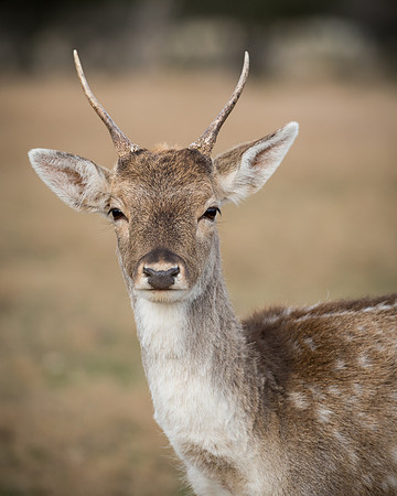 Axis Deer