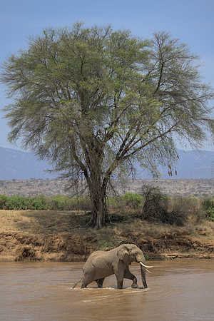 Elephant
