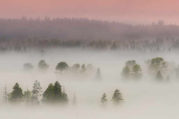 Trees in Fog