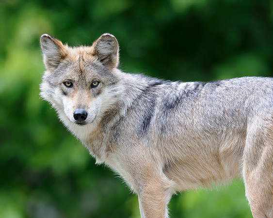 Mexican gray wolf