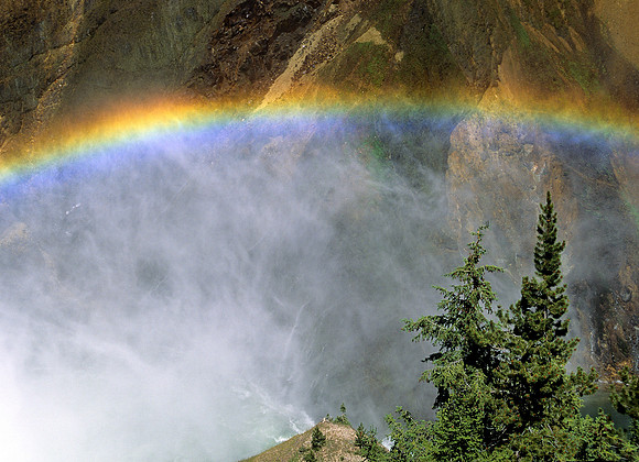 Rainbow over pines
