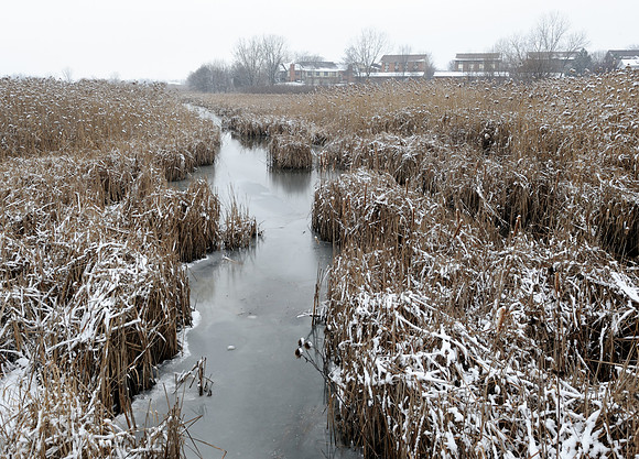 Ravinia wetland