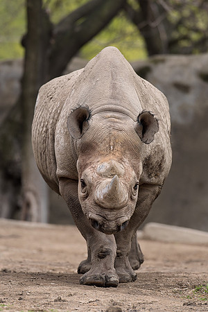 Black rhinoceros