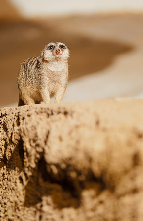 Meerkat