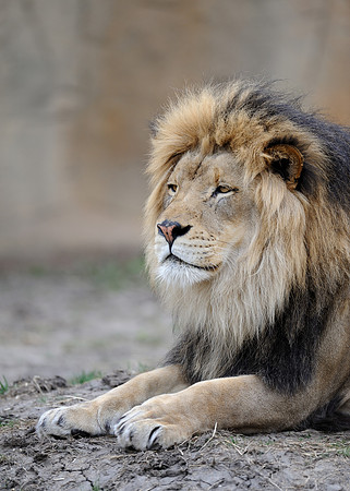 Male African lion