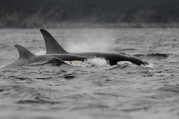 Orca killer whales