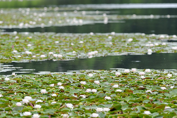 Water lilies
