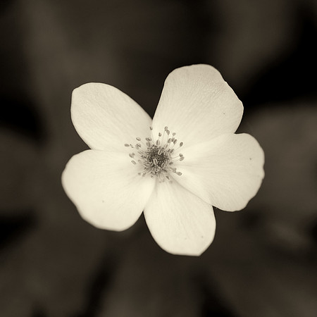 Flower in black & white