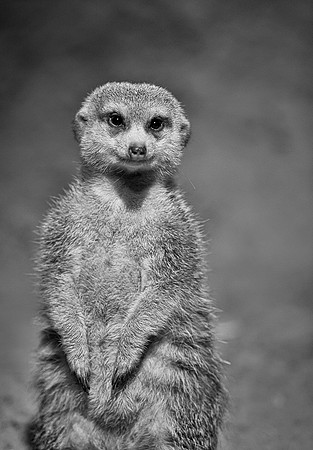 Meerkat