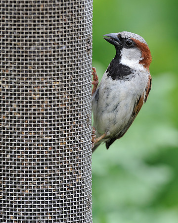 Looking around the feeder