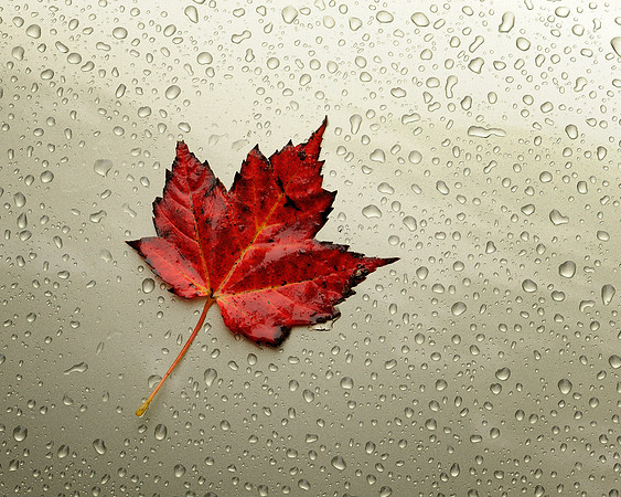 Red leaf on metal