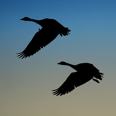 Canada geese