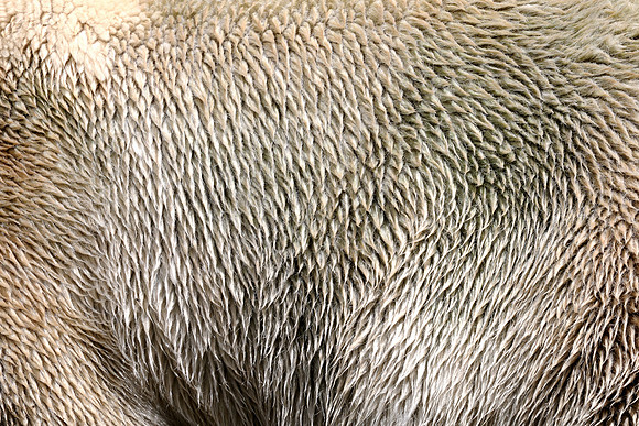 Polar bear fur