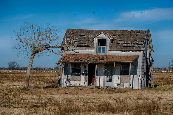 House and tree