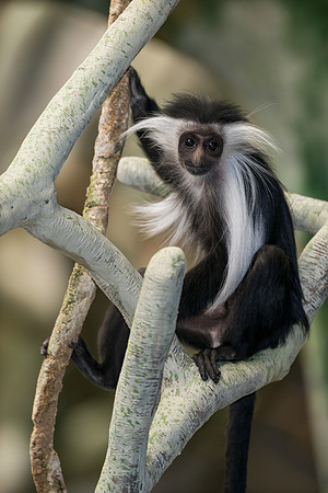 Colobus monkey