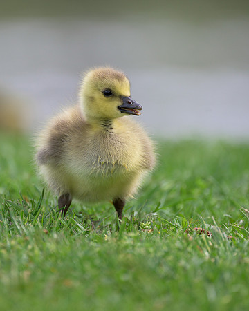 Gosling