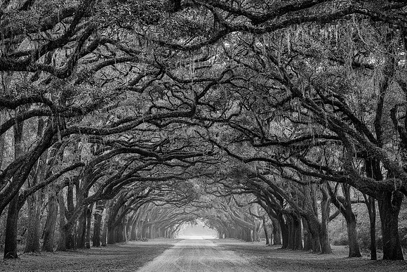 Road lined with oak trees