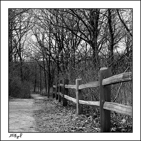 Forest path