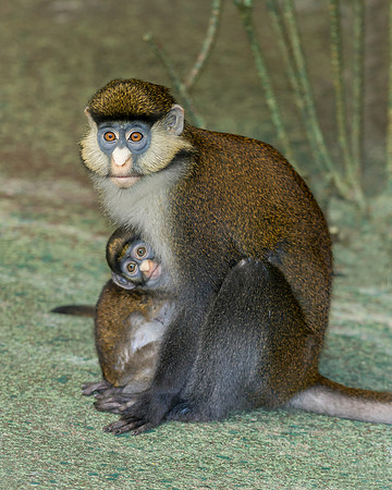 Red-tailed monkey