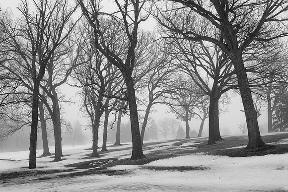 Trees on the hill