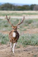 Axis Deer