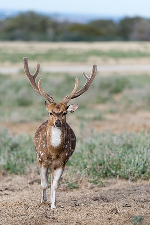 Axis Deer