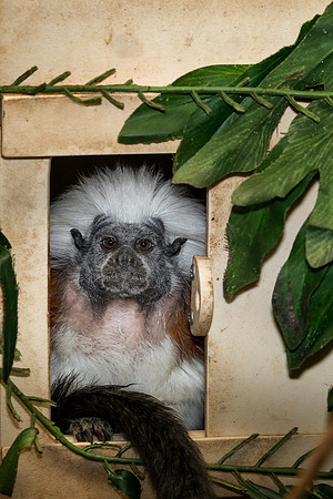 Monkey in a box
