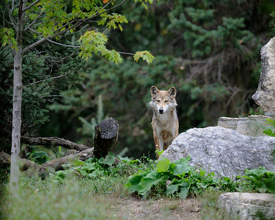 Wolf in the woods