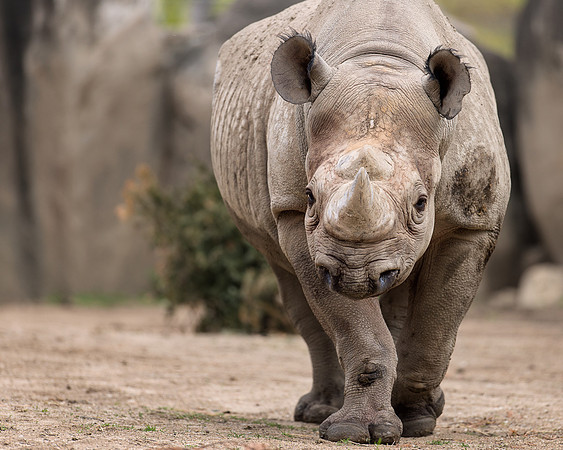 Black rhinoceros