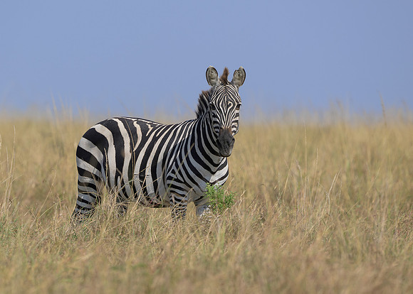Zebra