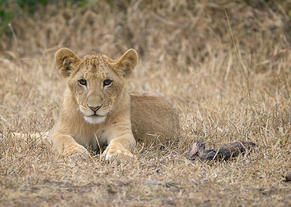 Lion Cub