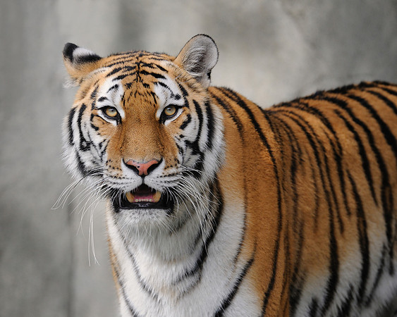 Amur tiger