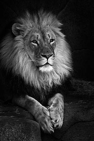 African lion