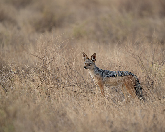 Black-backed Jackal
