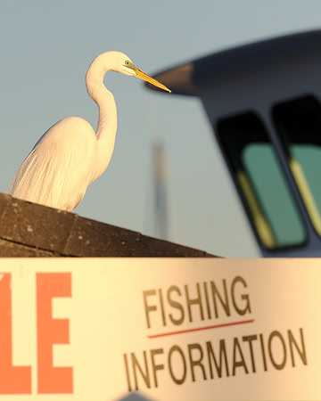 Fishing information