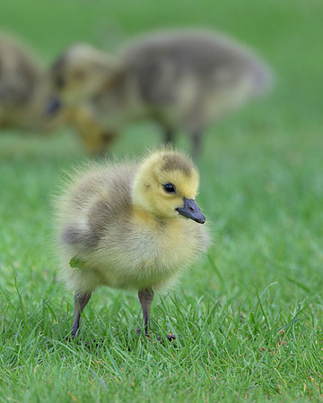 Gosling