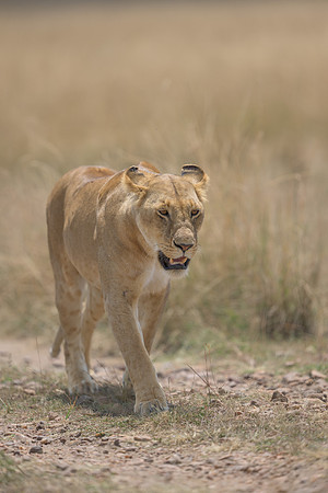Lioness