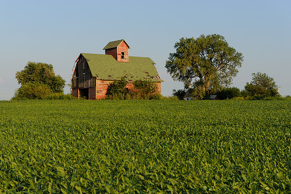 Old red barn and bean field