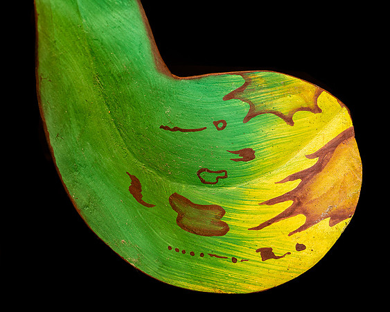 Orchid leaf