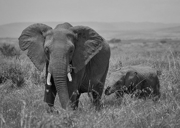 Elephants