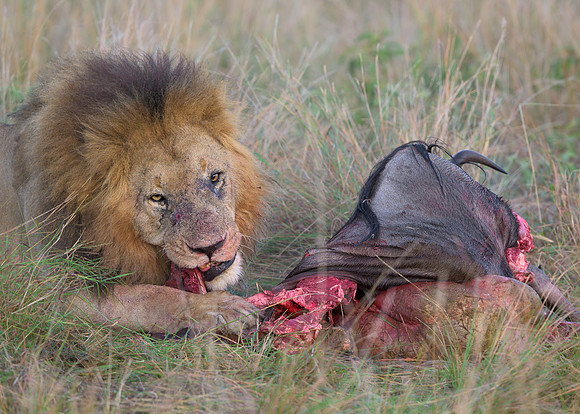 Lion with Kill