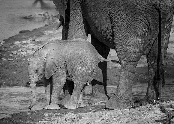 Baby Elephant