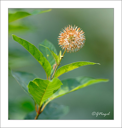 Brown and white circle plant