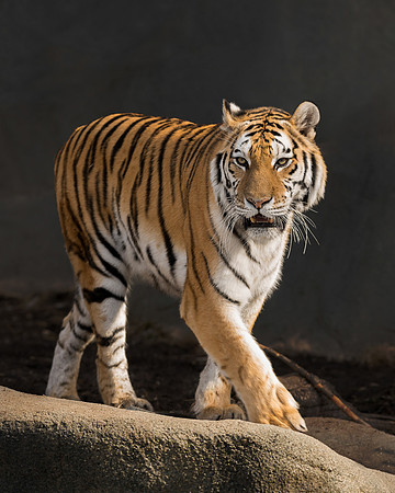 Amur tiger